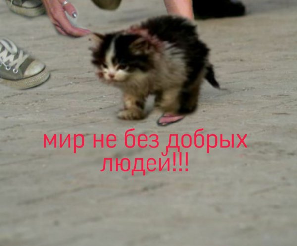 Маленький котик я выживу