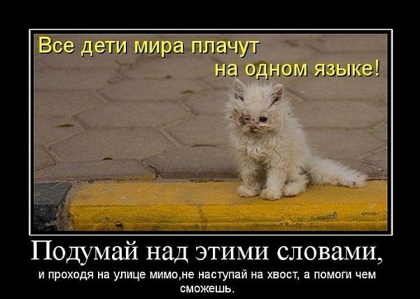 Демотиваторы про бездомных животных