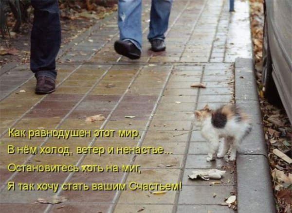 Приколы с животными со словами