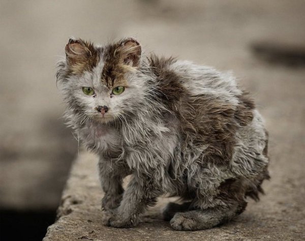 Уродливый кот