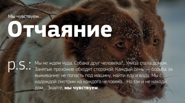Бездомные животные мы чувствуем