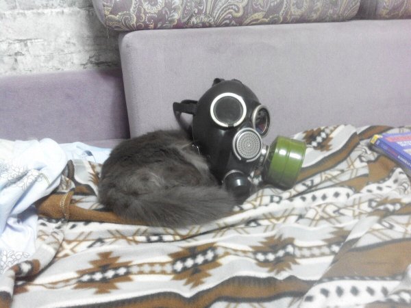 Животные в противогазе