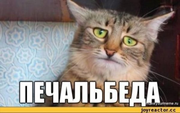 Печальбеда кот