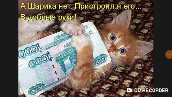 Рыжий кот с деньгами