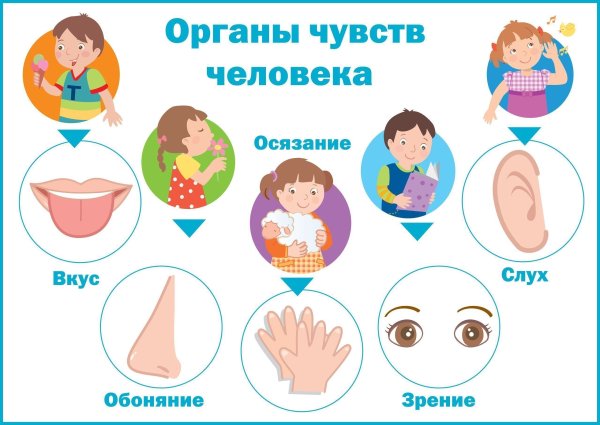 Органы чувств для детей