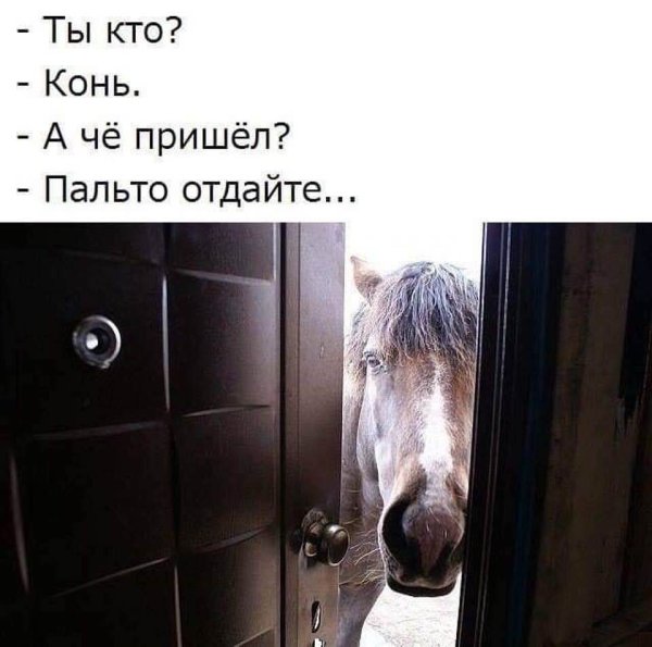 Смешной конь в пальто