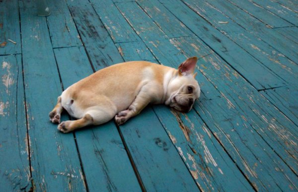 О как тяжел собачий век