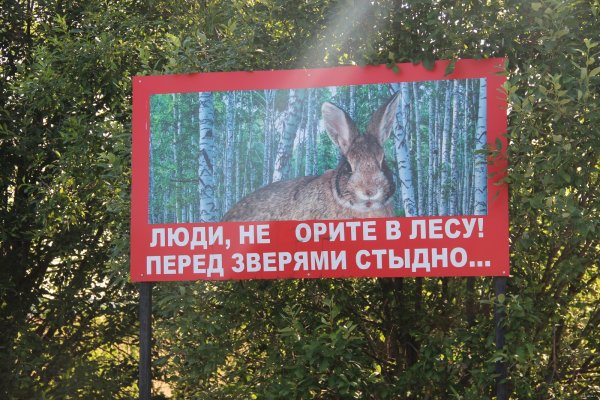 Приколы в лесу