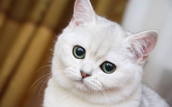 Спокойной ночи солнышко
