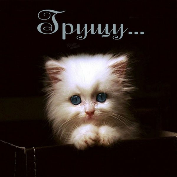Картинки грустно без любимки