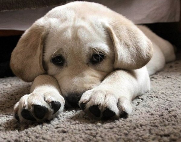 Скучающий кот