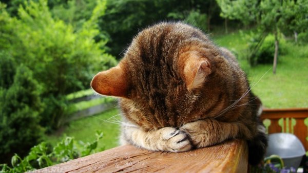 Коту стыдно