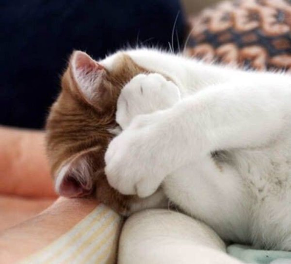 Котик стесняется