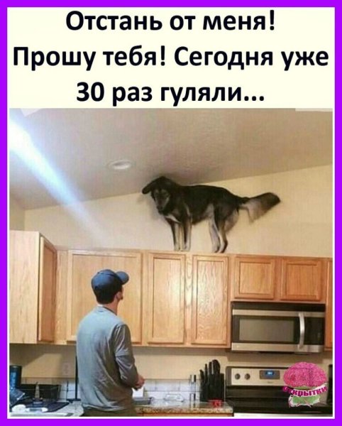 Собаки на карантине прикол