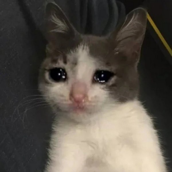 Кот плачет
