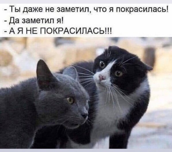Никогда не пытайся понять коты