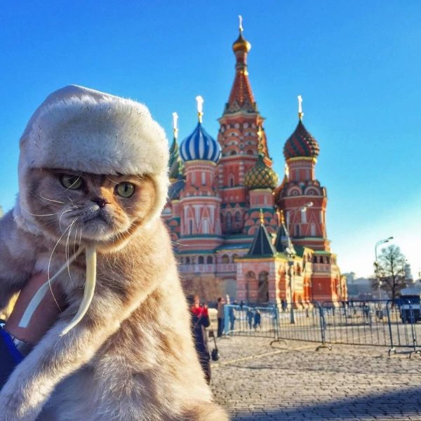 Смешные Стикеры