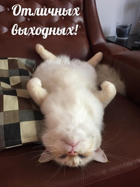 Чёрные коты надписи