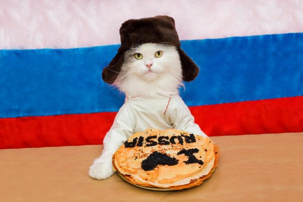 Коты мемы с надписями