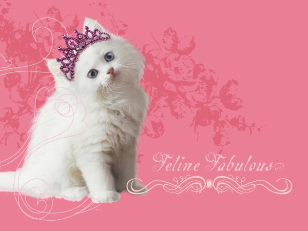 Виноватая кошка