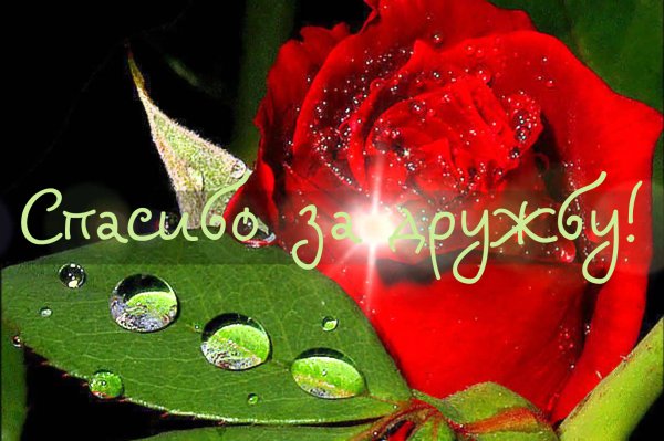 Открытки спасибо за дружбу