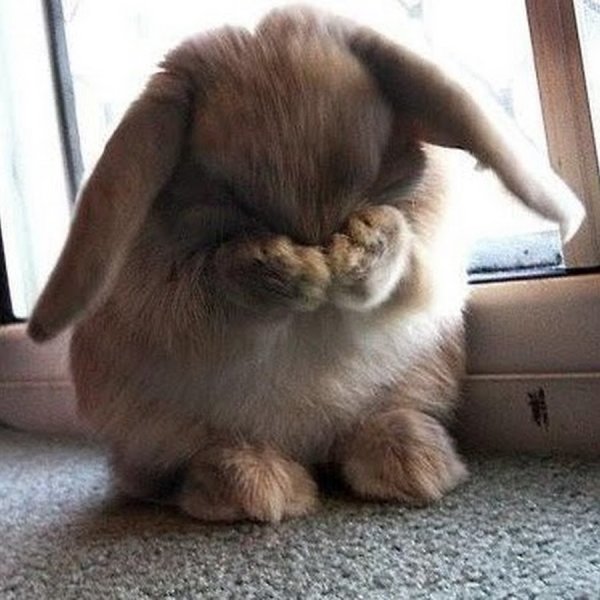 Зайчик плачет