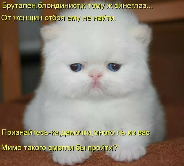 Милые котики с надписями