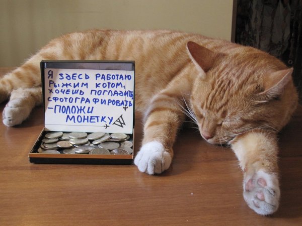 Робот кот