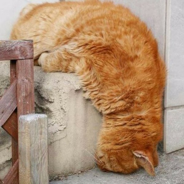 Кот устал