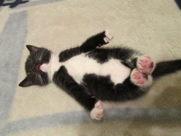 Котенок смешно лежит