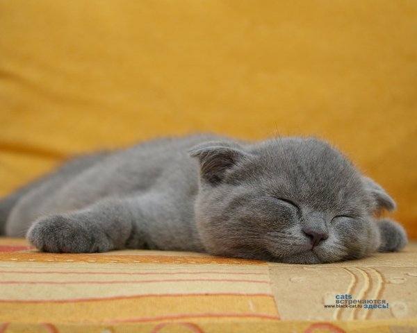 Спокойный кот британец