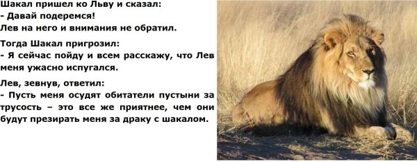 Афоризмы про шакалов и Львов