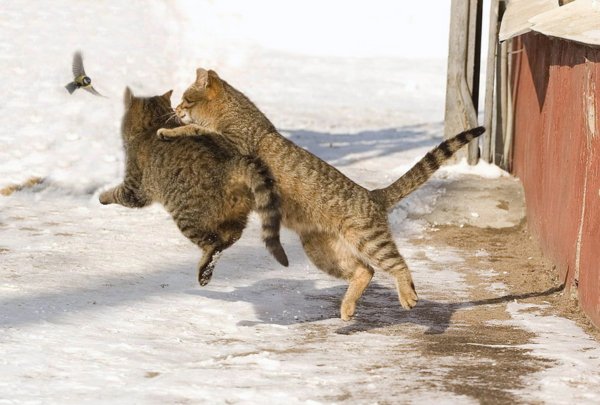 Кот охотится за птичкой