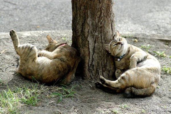 Пьяная кошка