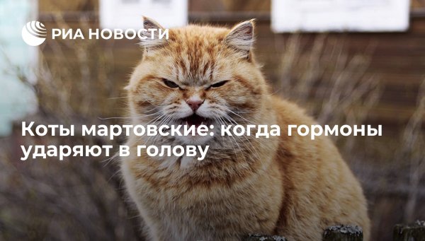 Кот спит на заборе