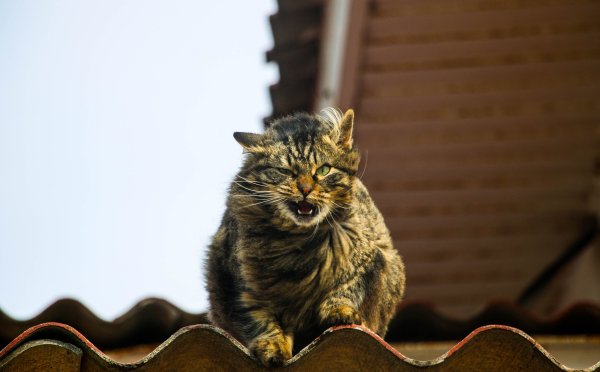 Хорошему коту всегда март
