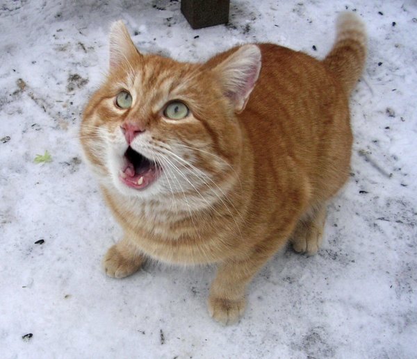 Кот я вернулся