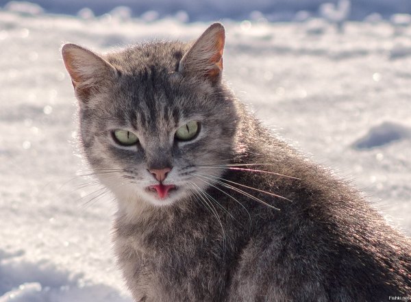 Коты лучше людей