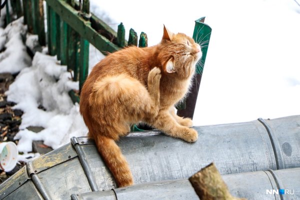 Злые коты с надписями