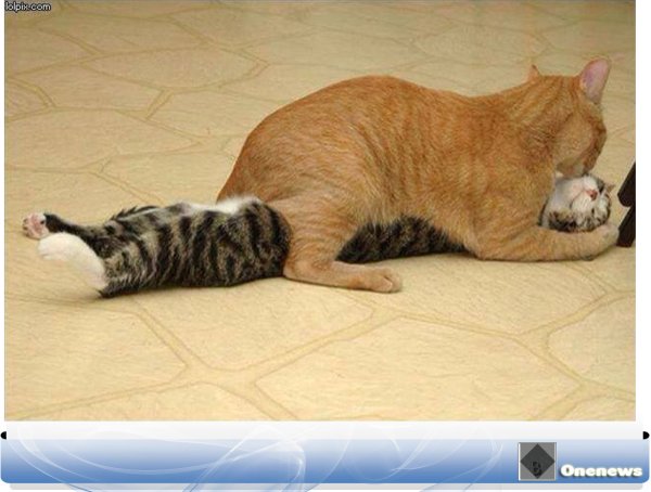 Коты с надписями про любовь