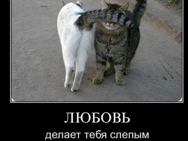 Котик на заборе