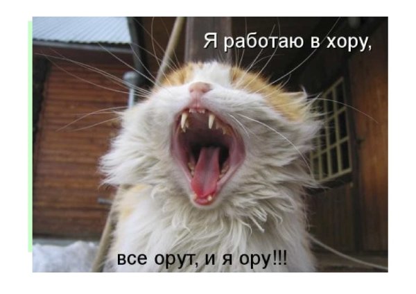 Весенние коты с надписями