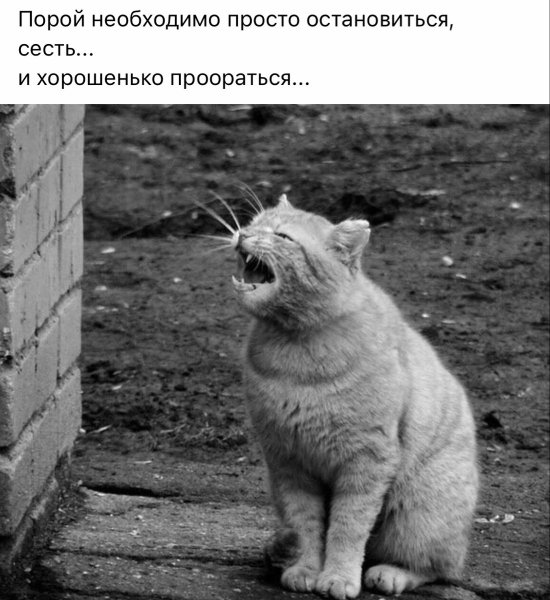 Кот и женская попа
