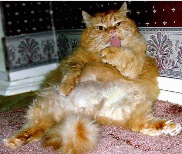 Кошки юмор