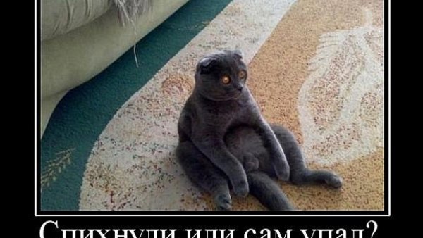 Кот приехал