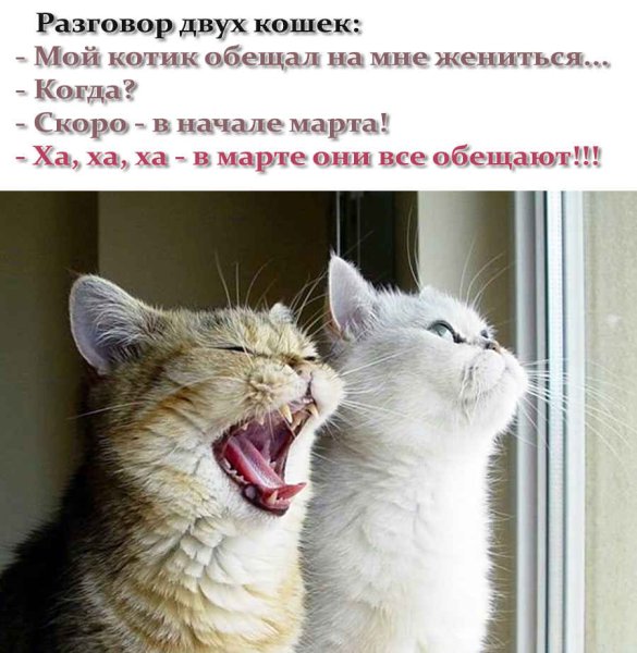 Кот окно Весна