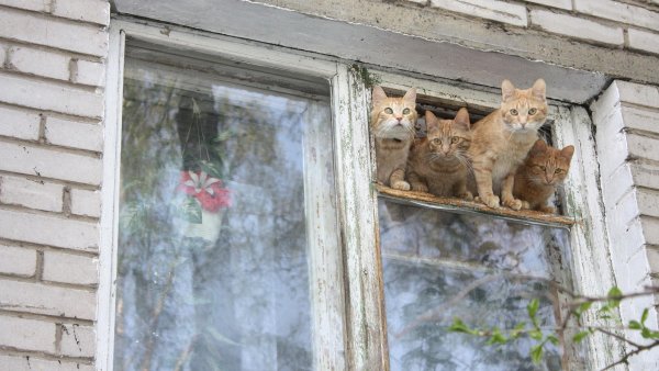 Кот орет жрать