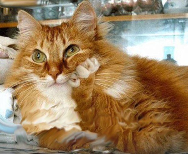 Котоматрица лучшее с подписями