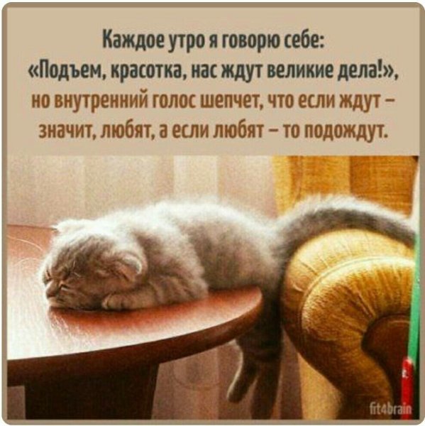 Смешные фразы про утро