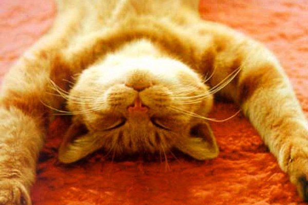 Расслабленный котик